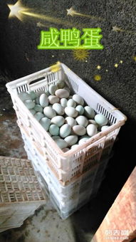 鮮鴨蛋、松花蛋與廚具雜品一站式批發零售指南