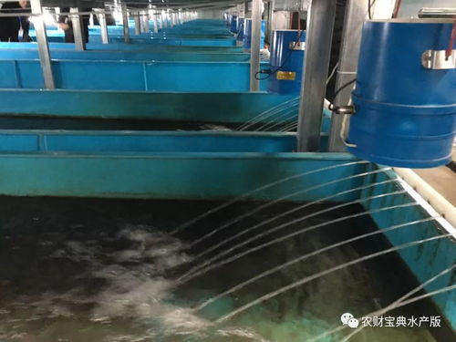 聚焦四川 萬畝鱸魚產(chǎn)業(yè)謀轉(zhuǎn)型，萬噸飼料支撐探新路